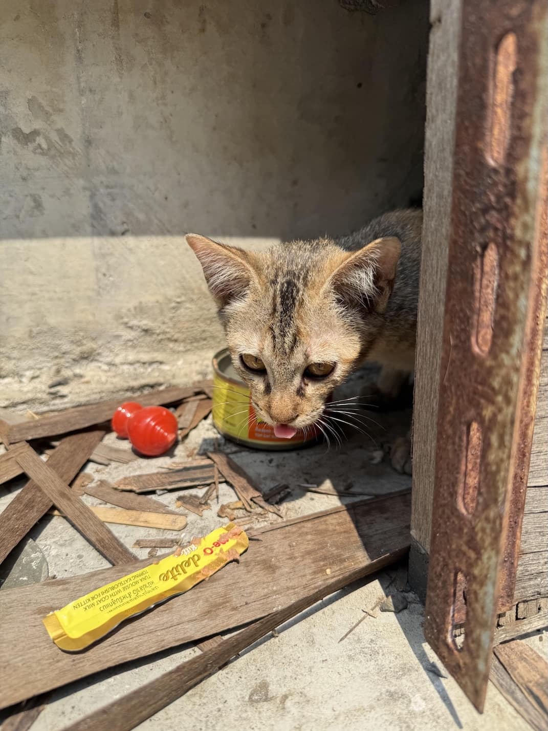Bangkok street cat
