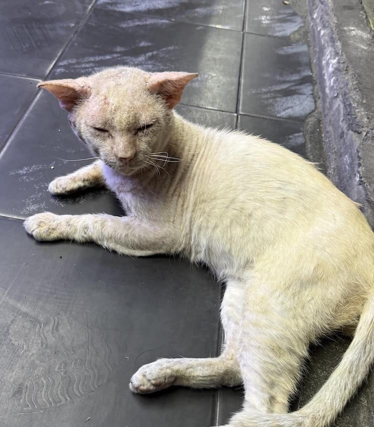 Bangkok street cat