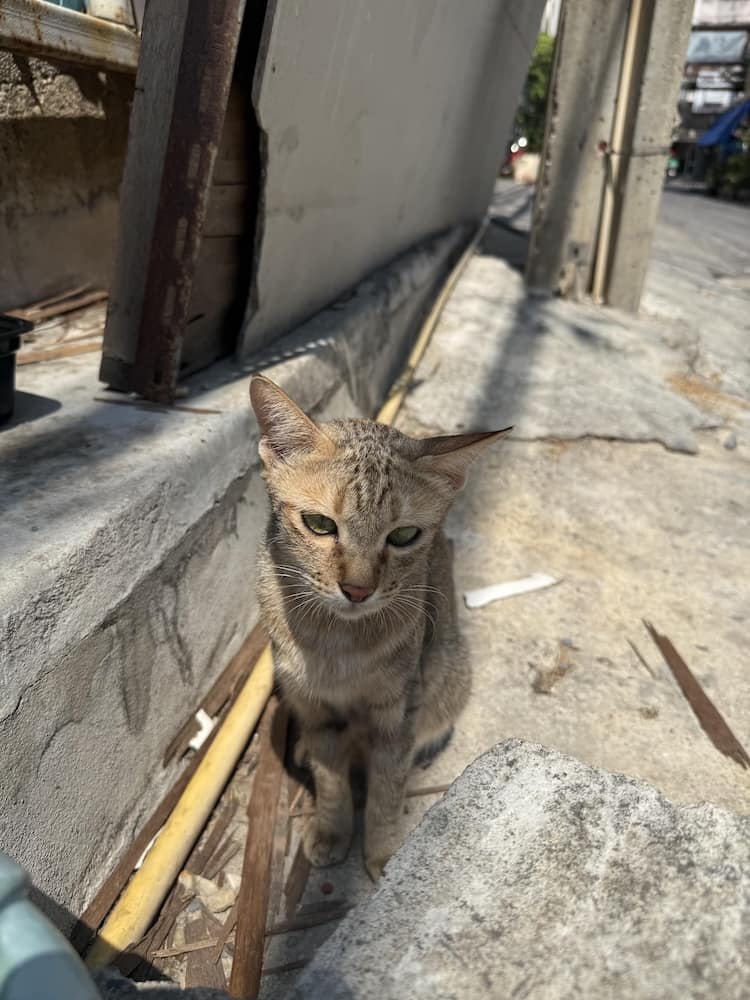 Bangkok street cat