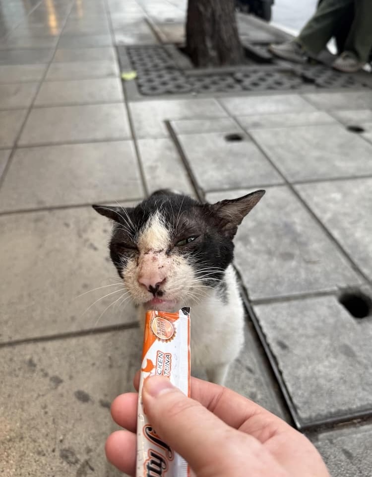 Bangkok street cat
