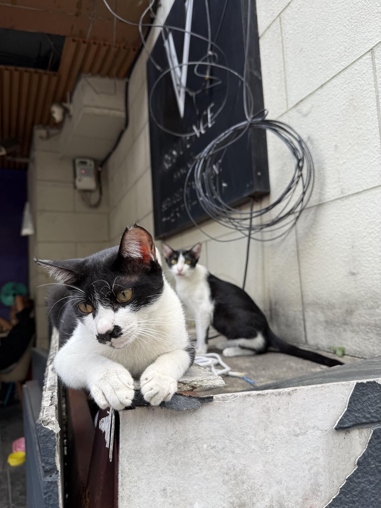 Bangkok street cat