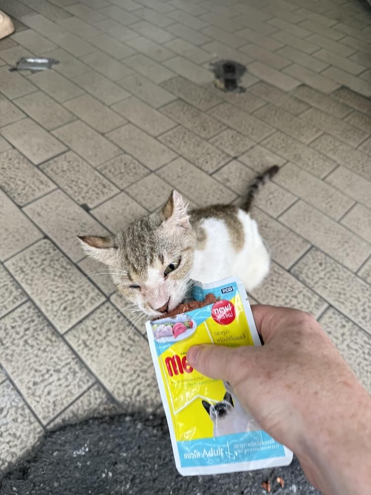 Bangkok street cat