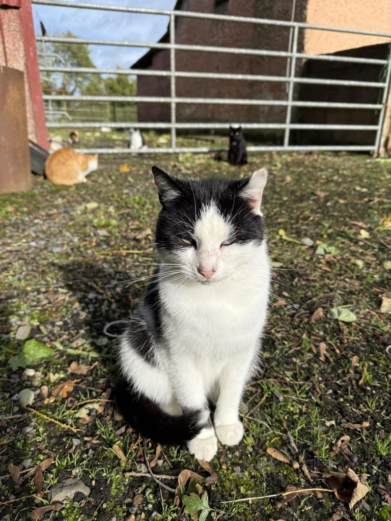 Poirot - another (almost) half blind cat