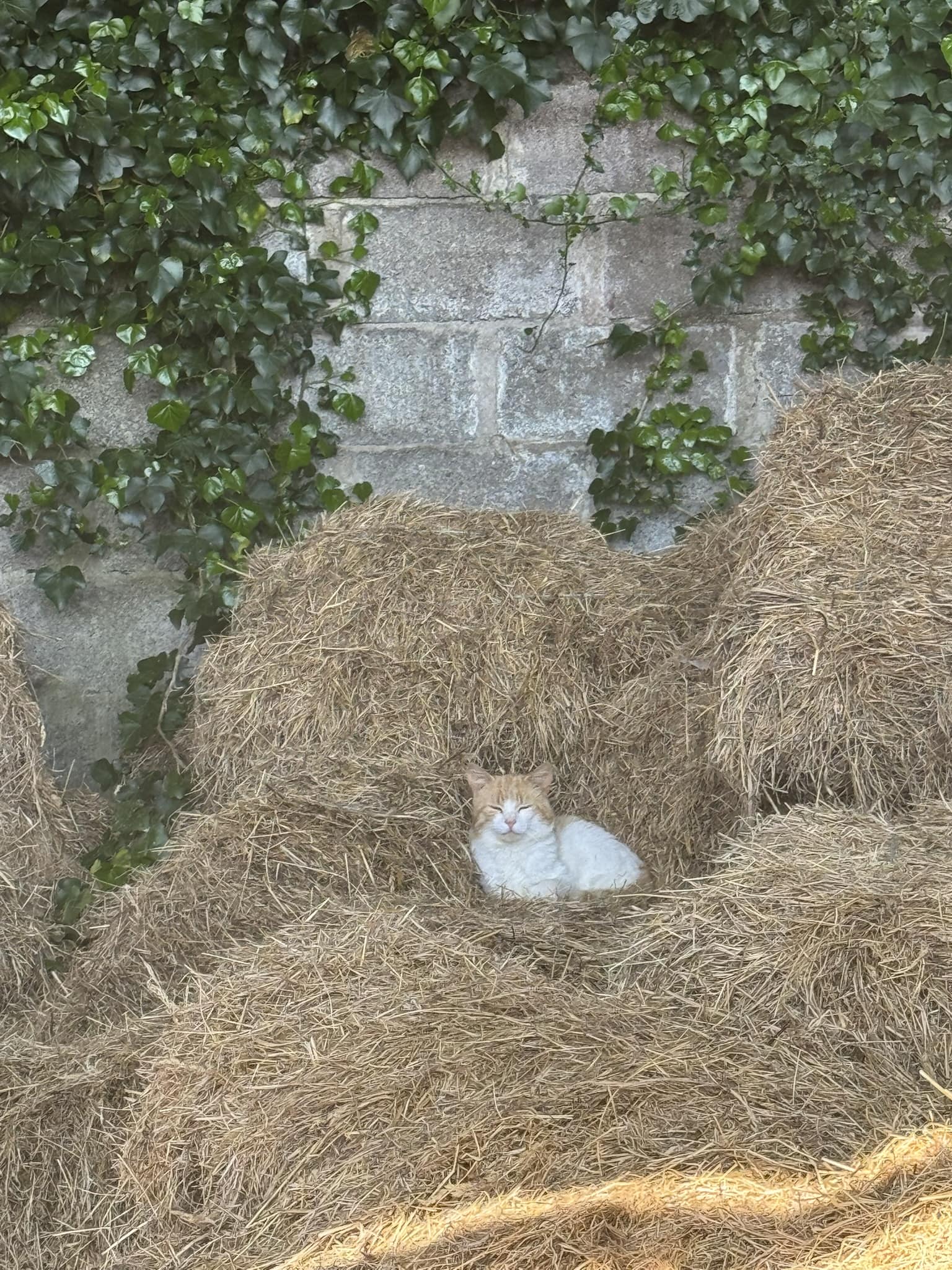 Cats gathering together