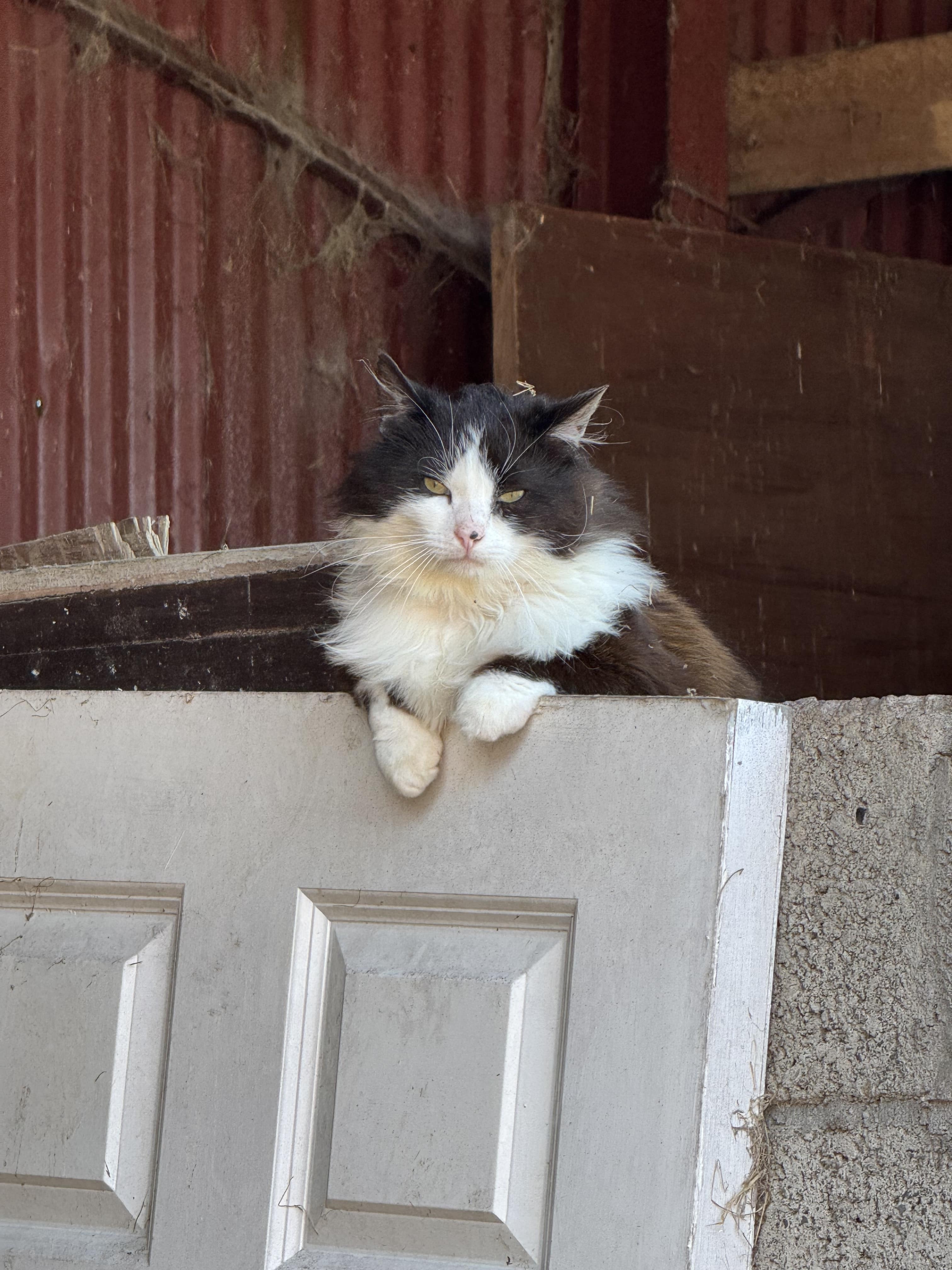 Colony cats at the abandoned farm