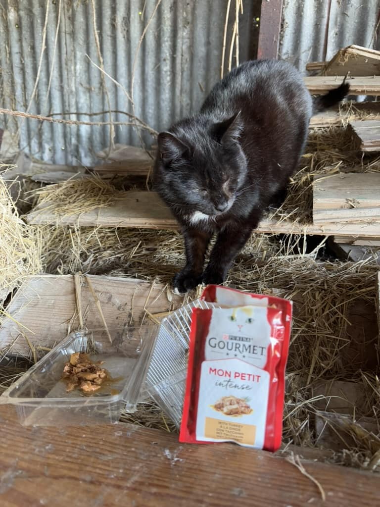 Hermes enjoying gourmet food