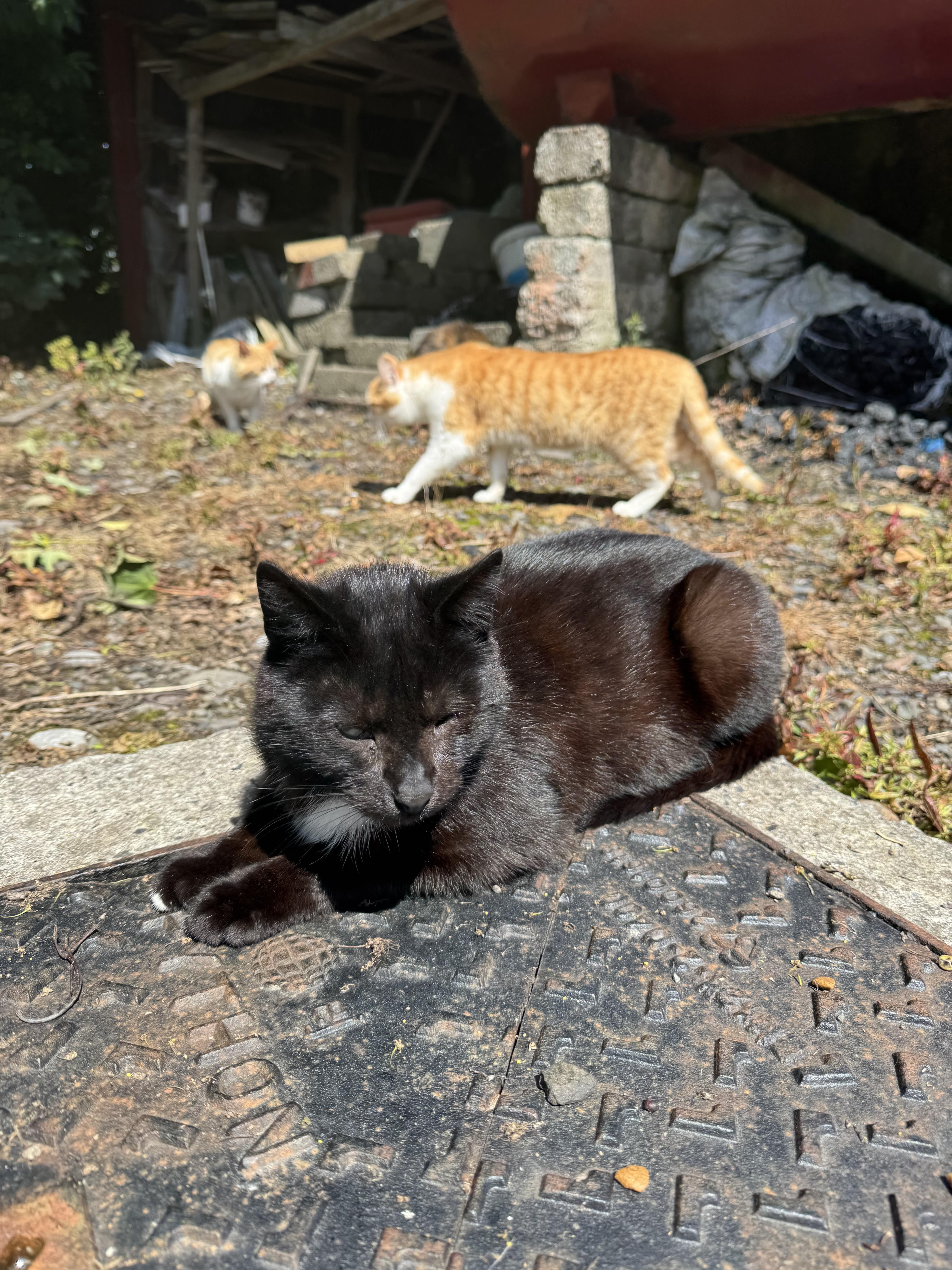 Hermes showing his white paws